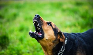 Злая собака