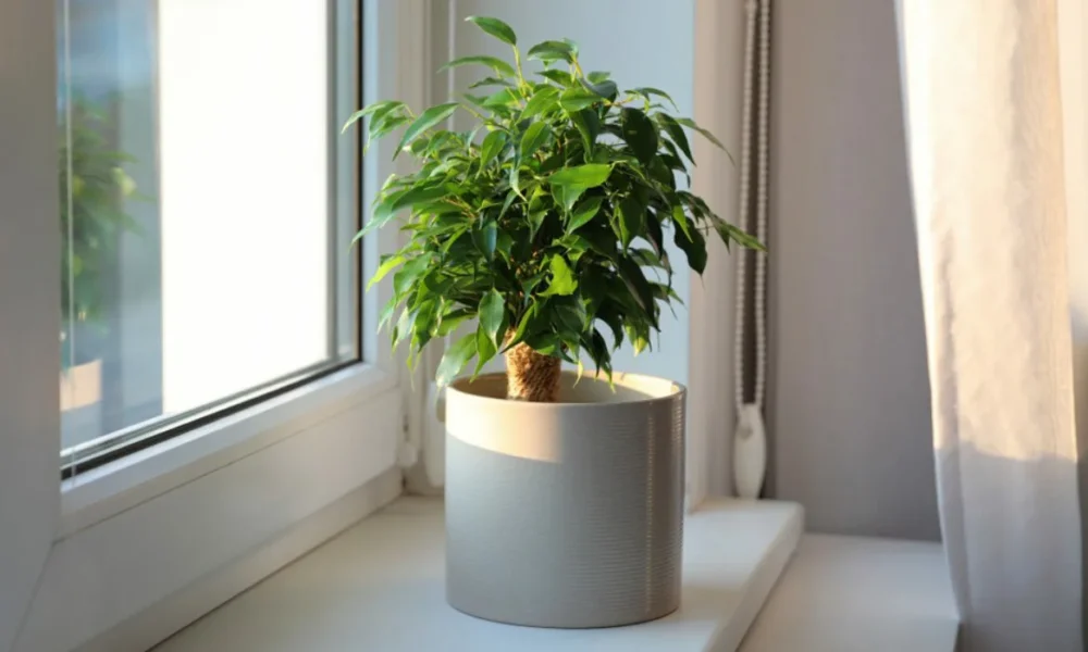 Фикус Бенджамина на подоконнике