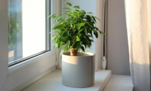 Фикус Бенджамина на подоконнике