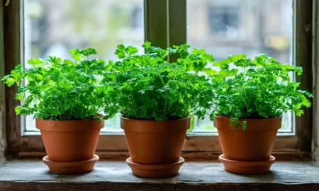 Петрушка на подоконнике