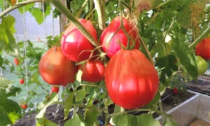 Помидоры сорта Бычий глаз