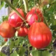 Помидоры сорта Бычий глаз