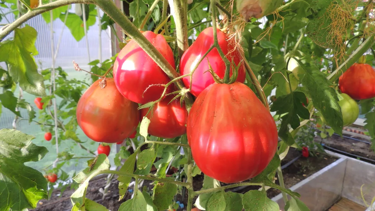 Помидоры сорта Бычий глаз