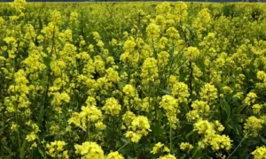 Горчица в поле