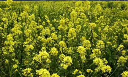 Горчица в поле