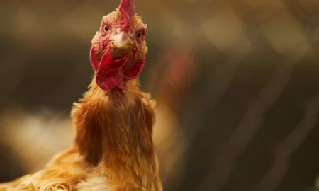 Петух смотрит