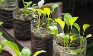 Горшок для рассады из банки