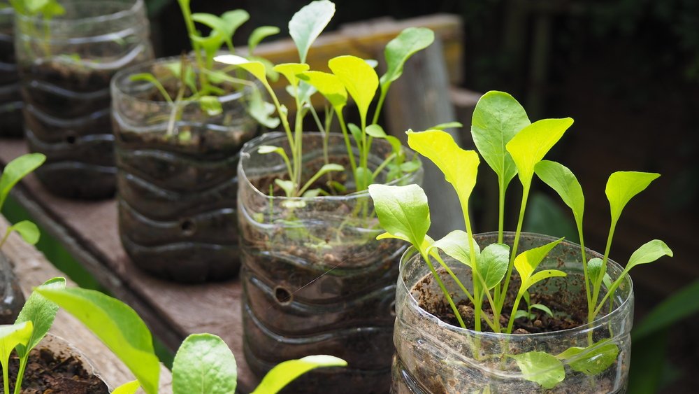 Горшок для рассады из банки