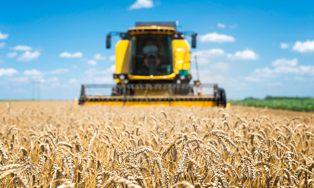 Поле с пшеницей и убирающий ее трактор
