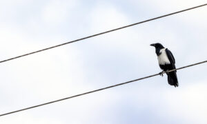 Сорока на электропроводах