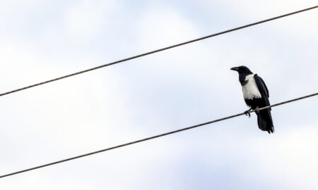 Сорока на электропроводах