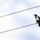 Сорока на электропроводах
