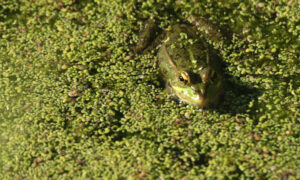 Лягушка плывёт в болоте