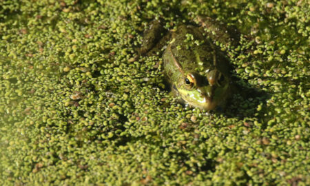 Лягушка плывёт в болоте