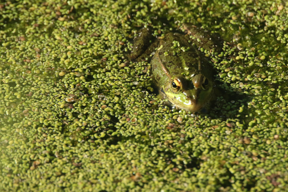 Лягушка плывёт в болоте