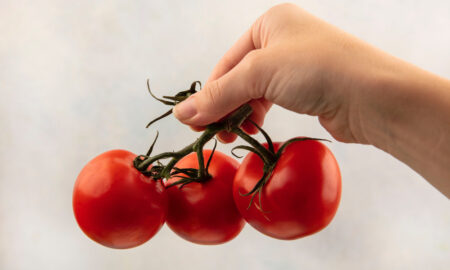 рука держит помидоры