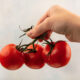 рука держит помидоры