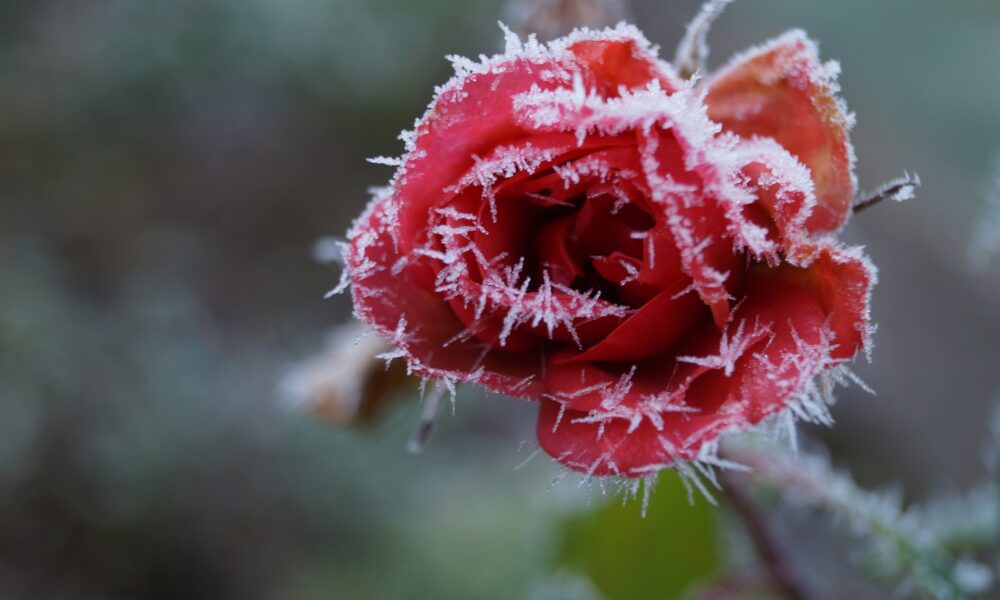 Роза на морозе