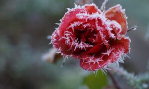 Роза на морозе