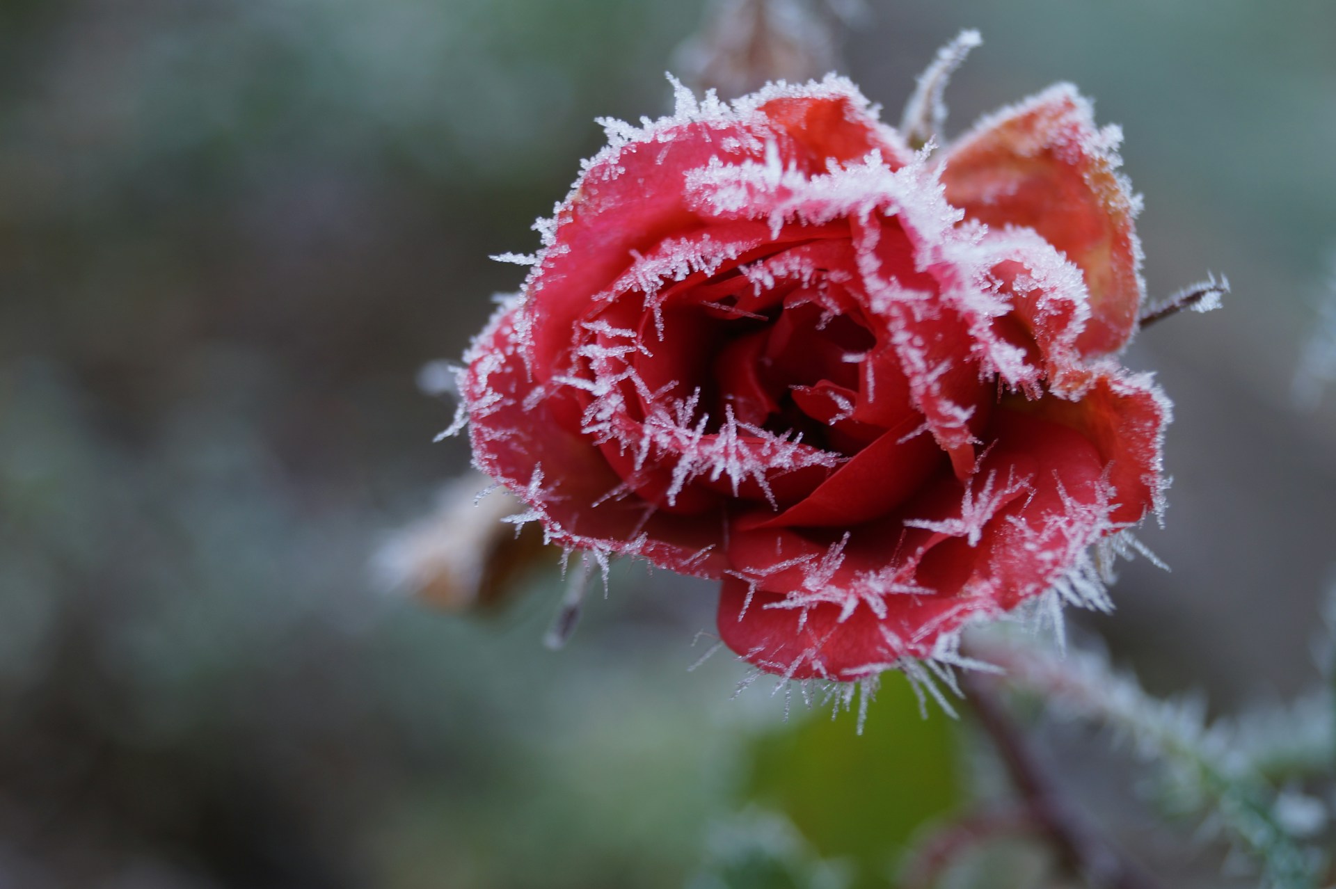 Роза на морозе