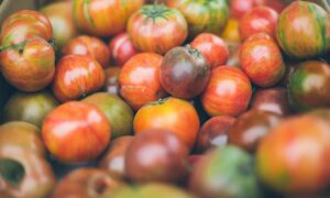 Урожай помидоров