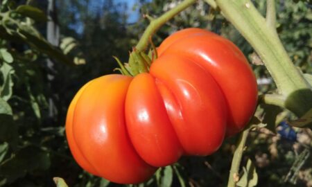 Большой помидор