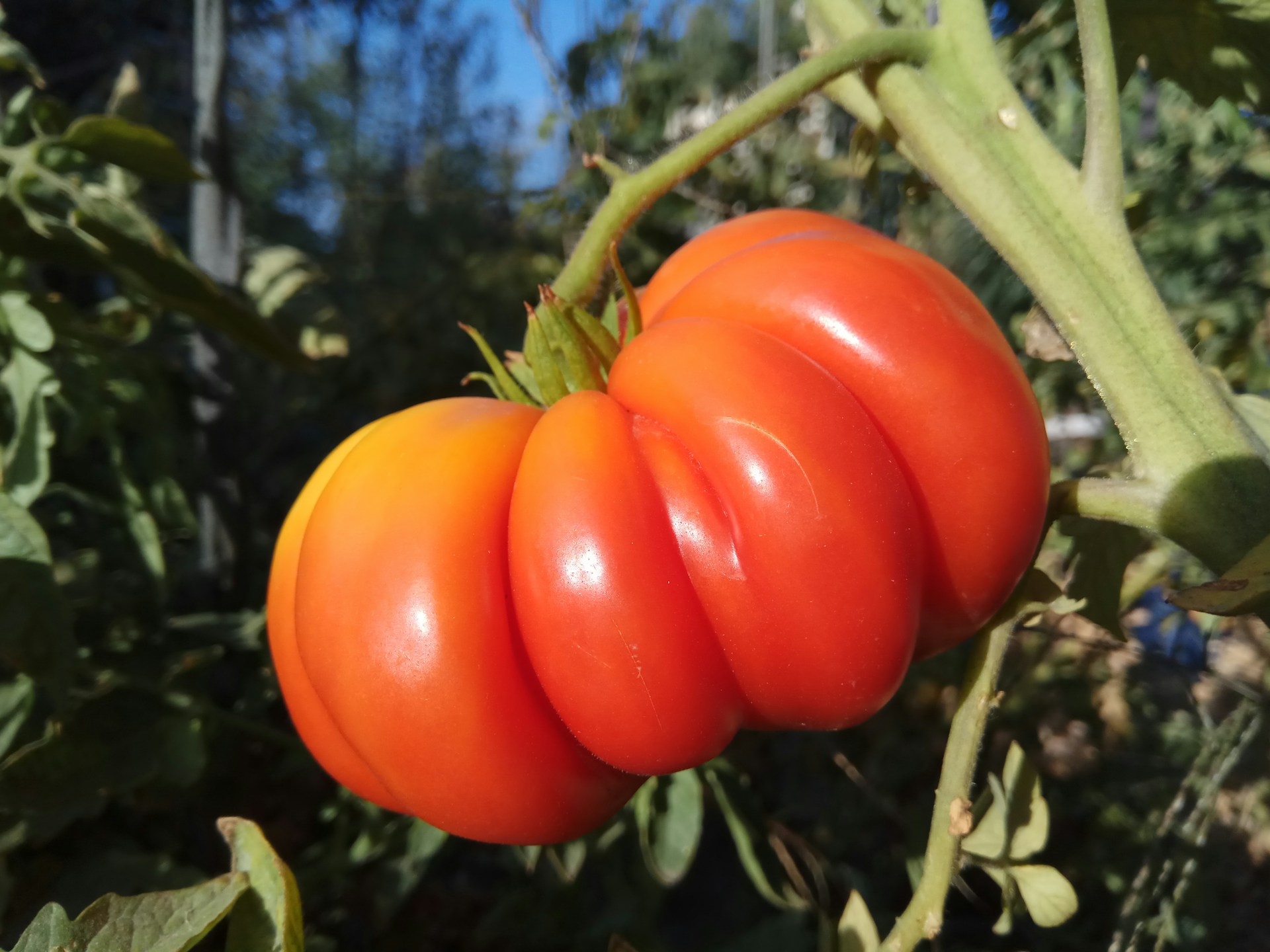 Большой помидор