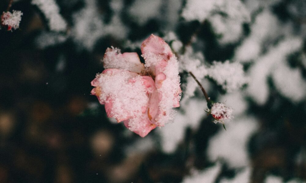 Заснеженная роза