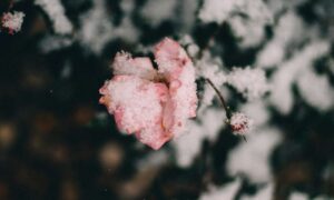 Заснеженная роза