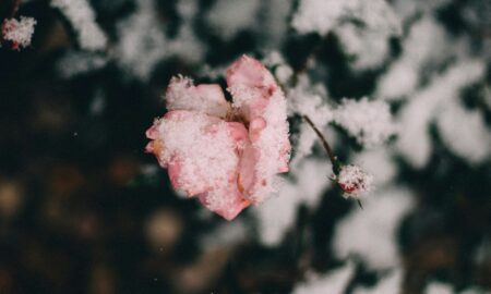 Заснеженная роза