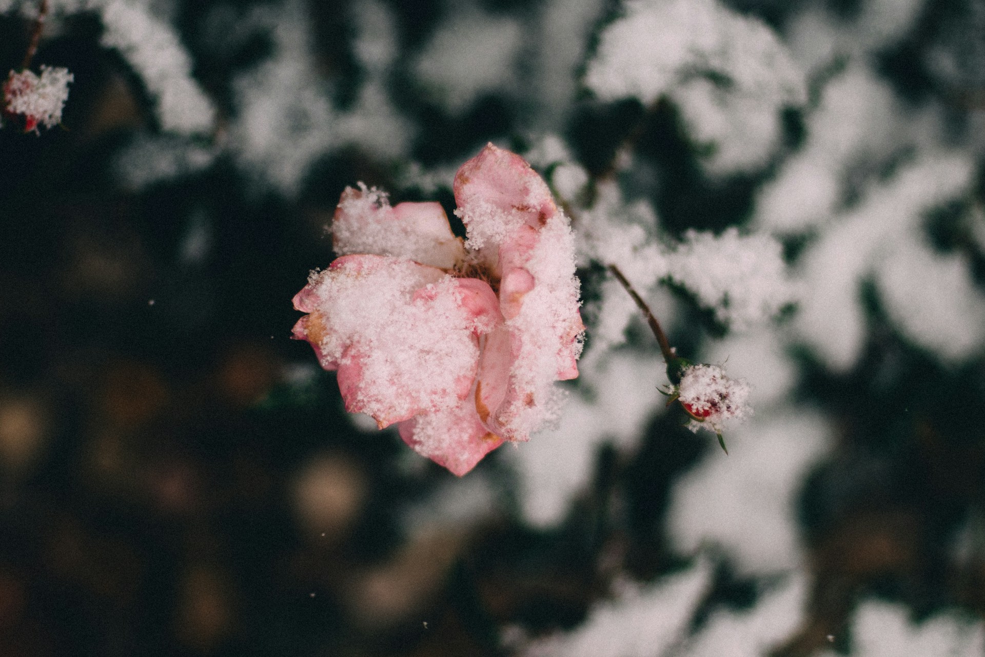 Заснеженная роза