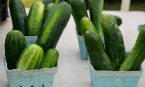 Урожай огурцов