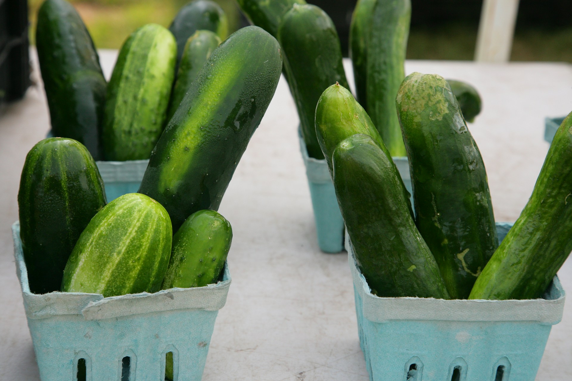 Урожай огурцов