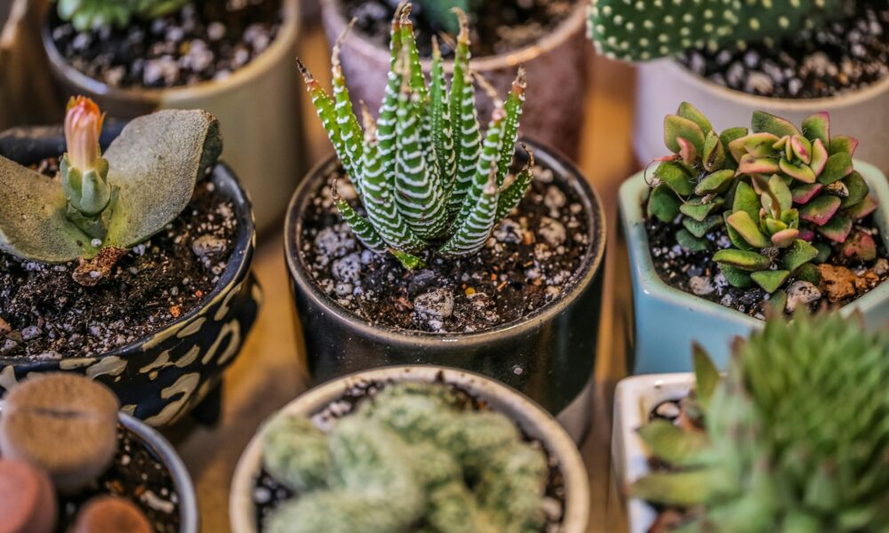 Домашние цветы