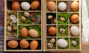 Коробка с куриными и перепелиными яйцами