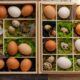 Коробка с куриными и перепелиными яйцами