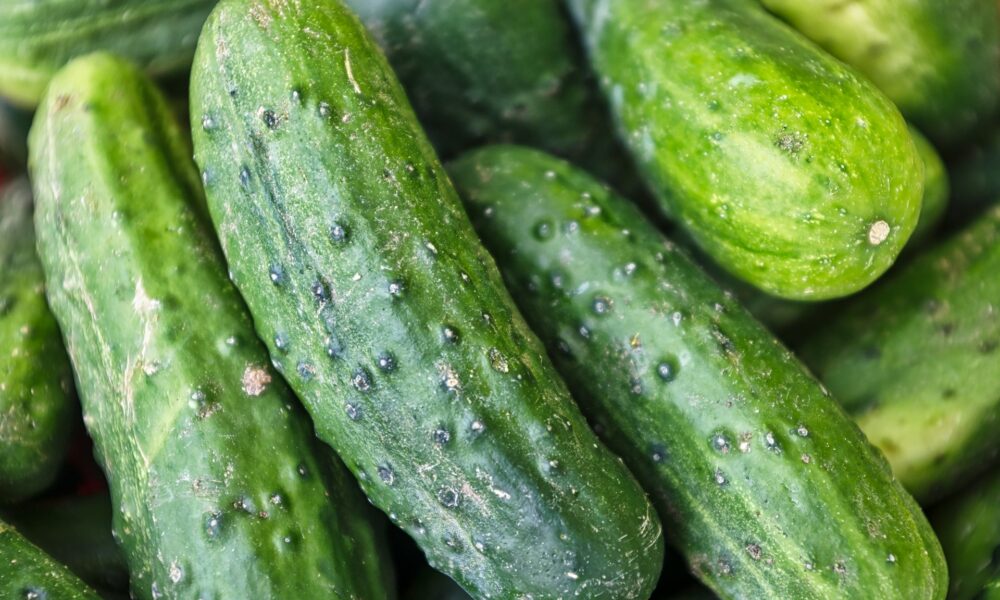 Урожай огурцов