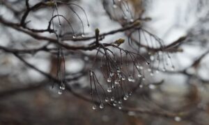 капли воды на деревьях