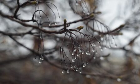 капли воды на деревьях