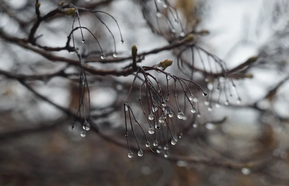 капли воды на деревьях