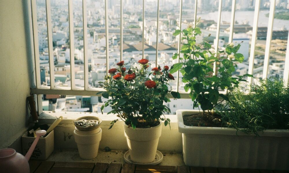 Растения на подоконнике