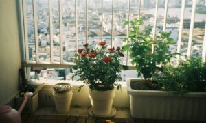 Растения на подоконнике