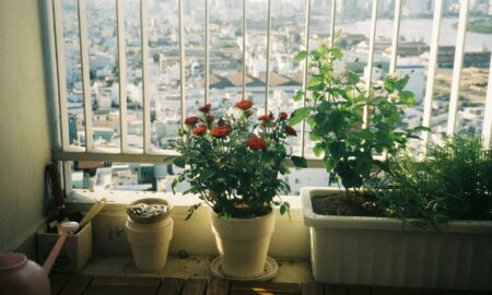 Растения на подоконнике