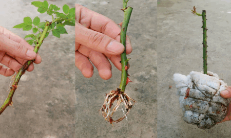 Корни у растения