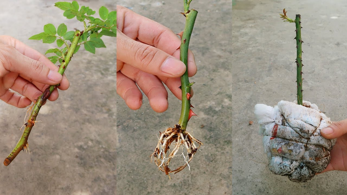 Корни у растения