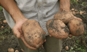 Крупный картофель в руках