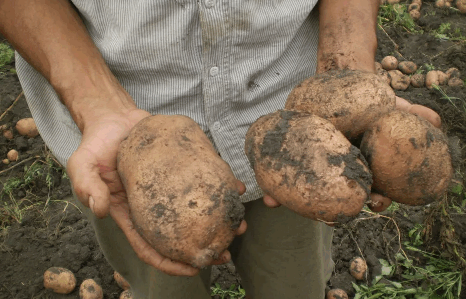 Крупный картофель в руках
