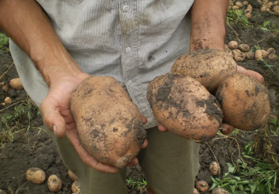 Крупный картофель в руках