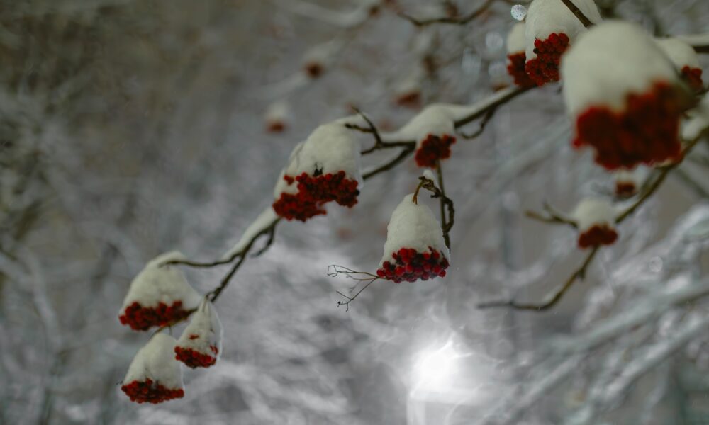 рябина в снегу