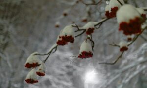 фде снег на цветах